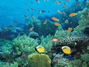 Diving in Bali | Go Discover Abroad